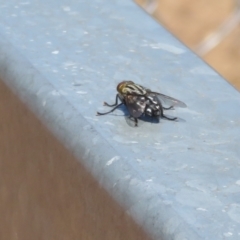 Sarcophagidae sp. (family) at Holt, ACT - 21 Jan 2021