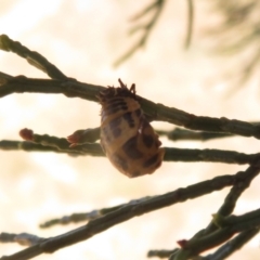 Harmonia conformis (Common Spotted Ladybird) at Holt, ACT - 21 Jan 2021 by Christine