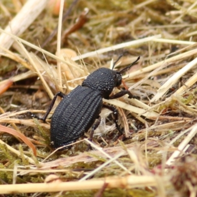 Amycterus sp. (genus) (Ground weevil) at Felltimber Creek NCR - 25 Jan 2021 by Kyliegw