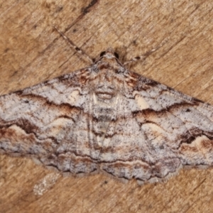 Gastrinodes bitaeniaria at Melba, ACT - 18 Jan 2021