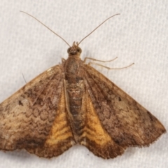 Chrysolarentia mecynata (Mecynata Carpet Moth) at Melba, ACT - 18 Jan 2021 by kasiaaus