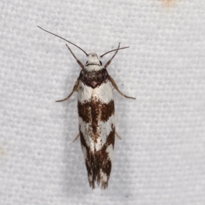 Isomoralla eriscota (A concealer moth) at Melba, ACT - 18 Jan 2021 by kasiaaus