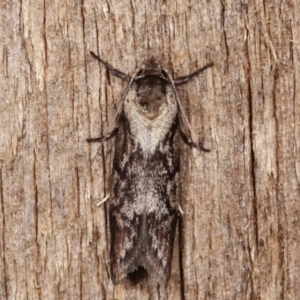 Oenochroa dinosema at Melba, ACT - 18 Jan 2021