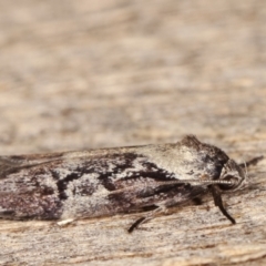 Oenochroa dinosema at Melba, ACT - 18 Jan 2021