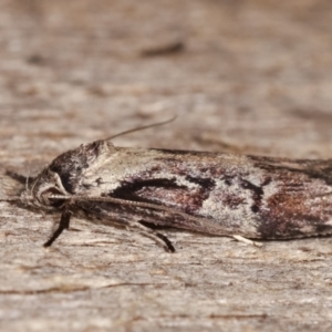 Oenochroa dinosema at Melba, ACT - 18 Jan 2021