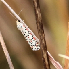 Utetheisa (genus) (A tiger moth) at Felltimber Creek NCR - 25 Jan 2021 by Kyliegw