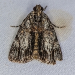 Spectrotrota fimbrialis (A Pyralid moth) at Melba, ACT - 2 Jan 2021 by Bron