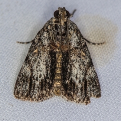 Spectrotrota fimbrialis (A Pyralid moth) at Melba, ACT - 2 Jan 2021 by Bron