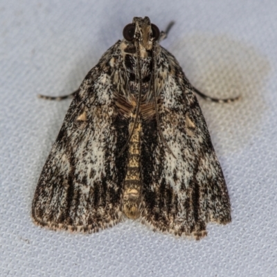 Spectrotrota fimbrialis (A Pyralid moth) at Melba, ACT - 3 Jan 2021 by Bron