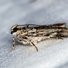 Spectrotrota fimbrialis at Melba, ACT - 3 Jan 2021 12:37 AM