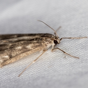 Hygraula nitens at Melba, ACT - 3 Jan 2021 12:39 AM