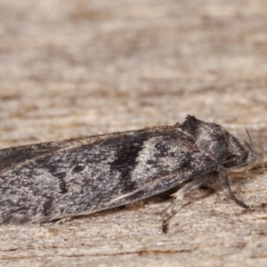 Oenochroa and Artiastis (genera) at Melba, ACT - 18 Jan 2021 10:51 PM