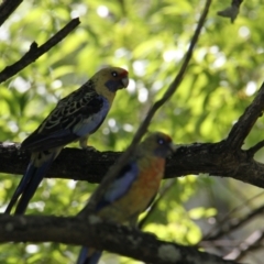 Platycercus elegans flaveolus (Yellow Rosella) at East Albury, NSW - 23 Jan 2021 by PaulF