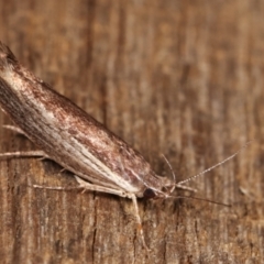 Phthonerodes peridela at Melba, ACT - 18 Jan 2021 11:06 PM