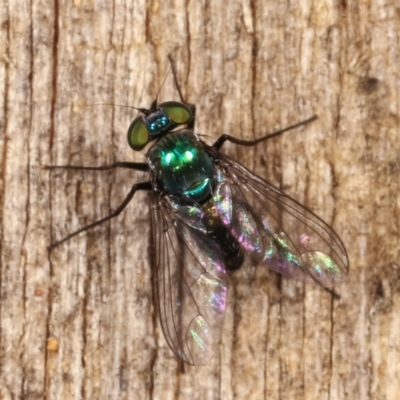 Dolichopodidae (family) (Unidentified Long-legged fly) at Melba, ACT - 16 Jan 2021 by kasiaaus