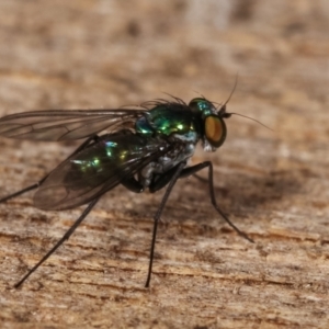 Dolichopodidae (family) at Melba, ACT - 16 Jan 2021