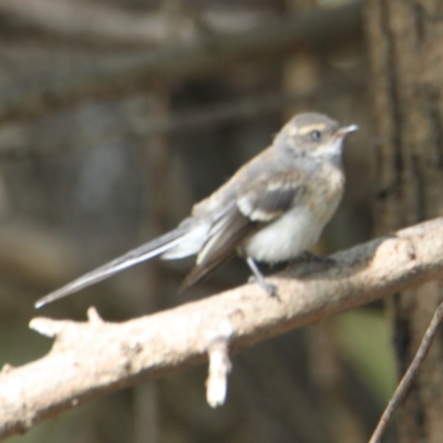 Rhipidura albiscapa (Grey Fantail) at - 20 Jan 2021 by PaulF