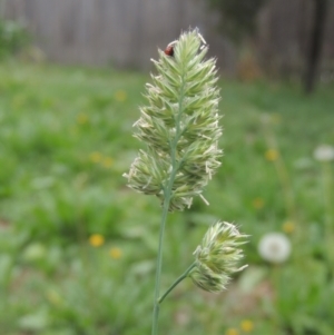 Dactylis glomerata at Conder, ACT - 13 Dec 2020