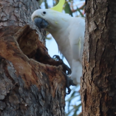 Cacatua galerita (Sulphur-crested Cockatoo) at Red Hill, ACT - 20 Jan 2021 by roymcd