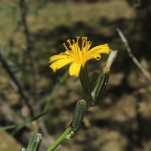 Chondrilla juncea at Conder, ACT - 20 Dec 2020