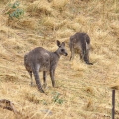 Macropus giganteus (Eastern Grey Kangaroo) at West Wodonga, VIC - 26 Jan 2021 by KylieWaldon
