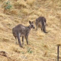 Macropus giganteus (Eastern Grey Kangaroo) at West Wodonga, VIC - 25 Jan 2021 by Kyliegw