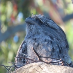 Podargus strigoides (Tawny Frogmouth) at Garran, ACT - 18 Jan 2021 by roymcd