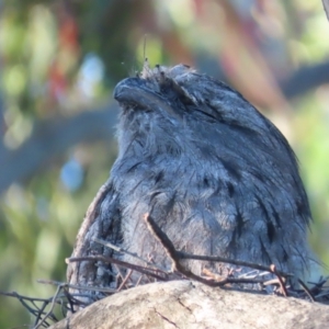 Podargus strigoides at Garran, ACT - 18 Jan 2021