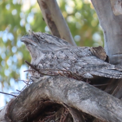 Podargus strigoides (Tawny Frogmouth) at Garran, ACT - 14 Jan 2021 by roymcd