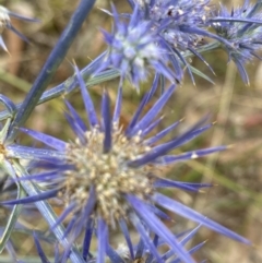 Eryngium ovinum (Blue Devil) at Hughes, ACT - 26 Jan 2021 by KL