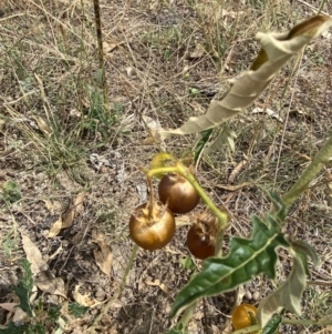 Solanum cinereum at Deakin, ACT - 26 Jan 2021 11:46 AM