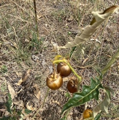 Solanum cinereum (Narrawa Burr) at Deakin, ACT - 26 Jan 2021 by KL