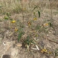 Solanum cinereum at Deakin, ACT - 26 Jan 2021 11:46 AM