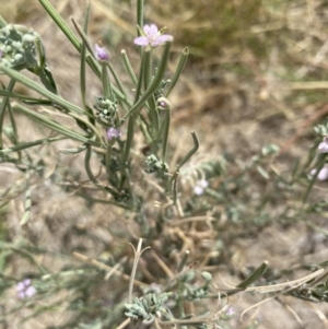 Epilobium sp. at Deakin, ACT - 26 Jan 2021