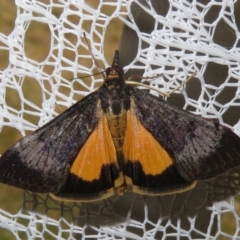 Uresiphita ornithopteralis (Tree Lucerne Moth) at Macarthur, ACT - 26 Jan 2021 by RodDeb