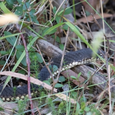 Austrelaps ramsayi (Highlands Copperhead) at Kosciuszko National Park, NSW - 24 Jan 2021 by rawshorty