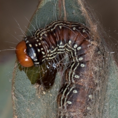 Spectrotrota fimbrialis (A Pyralid moth) at Hall, ACT - 11 May 2020 by Bron