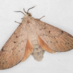 Entometa undescribed species nr fervens at Melba, ACT - 3 Jan 2021