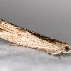 Crocidosema plebejana at Melba, ACT - 3 Jan 2021 10:15 PM