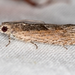 Crocidosema plebejana at Melba, ACT - 3 Jan 2021 10:15 PM