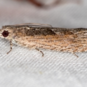 Crocidosema plebejana at Melba, ACT - 3 Jan 2021 10:15 PM