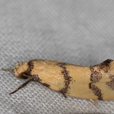 Psaroxantha calligenes (Psaroxantha calligenes) at Melba, ACT - 3 Jan 2021 by Bron