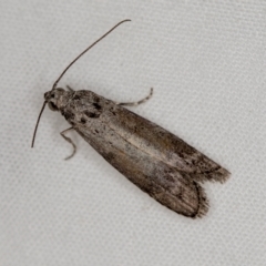 Heteromicta pachytera at Melba, ACT - 3 Jan 2021