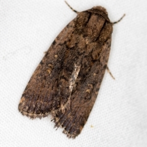 Proteuxoa provisional species 2 at Melba, ACT - 3 Jan 2021