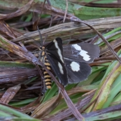 Nyctemera amicus (Senecio Moth, Magpie Moth, Cineraria Moth) at Kosciuszko National Park, NSW - 25 Jan 2021 by rawshorty