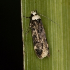 Endrosis sarcitrella (White-shouldered House Moth) at Melba, ACT - 3 Jan 2021 by Bron