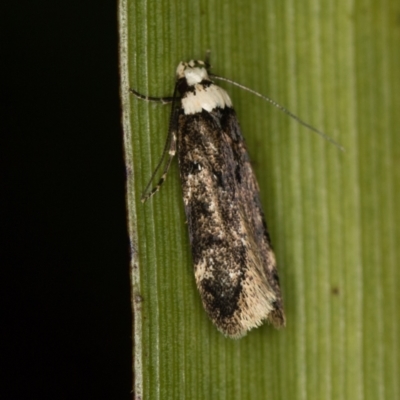 Endrosis sarcitrella (White-shouldered House Moth) at Melba, ACT - 3 Jan 2021 by Bron