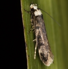 Endrosis sarcitrella at Melba, ACT - 3 Jan 2021 10:39 PM