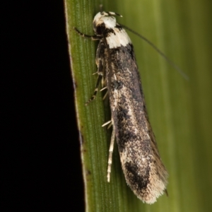 Endrosis sarcitrella at Melba, ACT - 3 Jan 2021 10:39 PM