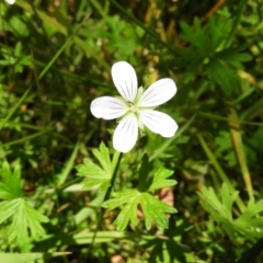 Geranium neglectum (Red-stemmed Cranesbill) at Paddys River, ACT - 25 Jan 2021 by MatthewFrawley